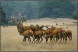 betterphoto.com Dolfing