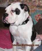 andersonbulldogges.com Dollyn