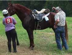 vthorse.com Dolories