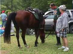 vthorse.com Dolories