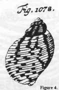 jaxshells.org Dolpen