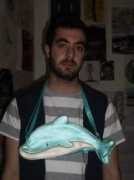 artwanted.com Dolphen