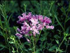 wildflower.org Dolphia