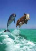 c9hatillodelmar.com Dolphin