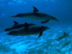 lairs.co.uk Dolphin