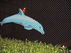 basearts.com Dolphine