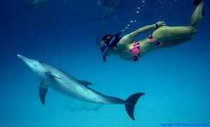 cooljoy.com Dolphingirl
