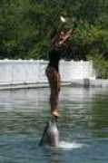dream-link.org Dolphingirl