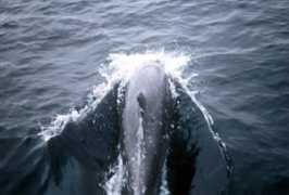 galapagostraveladventures.com Dolpin