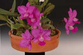 orchid.or.jp Domaire
