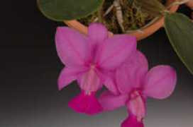orchid.or.jp Domaire
