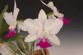orchid.or.jp Domaire