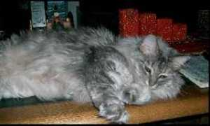 katzen-album.de Domaris
