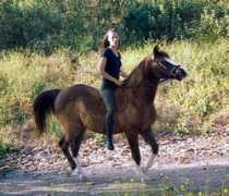 hoofbeats-in-heaven.com Dominello