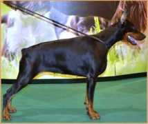 dobermannfercus.com Dominiquie
