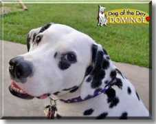 dogoftheday.com Dominoe