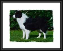 karingalbordercollies.com Domun