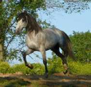 cantewindsfarm.com Donadio