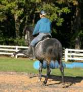 cantewindsfarm.com Donadio