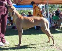riginalridgebacks.com Donala