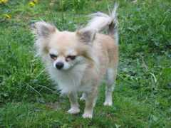 chihuahua-zucht.net Donangelo