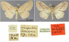 entomology.si.edu Donaria