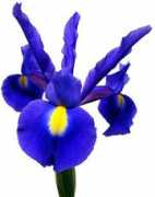 sunvalleyfloral.com Donau