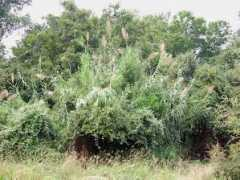 bio.utexas.edu Donax