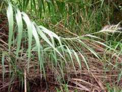 bio.utexas.edu Donax