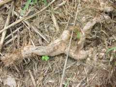 bio.utexas.edu Donax
