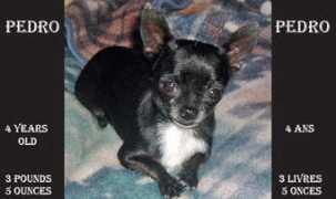 chihuahuareniere.com Donbar