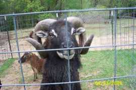 windridgefarm.us Donder