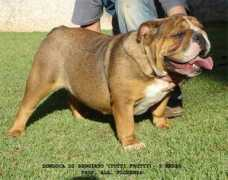 Dondoca