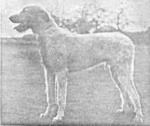 irishwolfhounds.org Donegal
