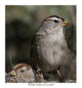 seaandsageaudubon.org Donelda