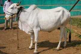 moocow.com Dongari