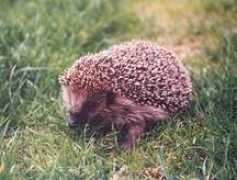 pro-igel.com Donicelli