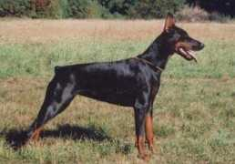 dobermann-review.com Doniela