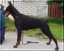 dobermann-review.com Doniela