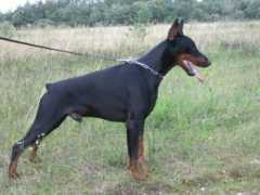 dobermann-review.com Doniela