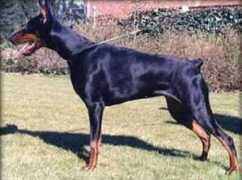 dobermann-review.com Donken