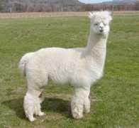 camelshumpalpacafarm.com Donmarco