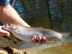 gleninnes.com Donmore