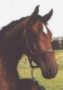 Donnaa