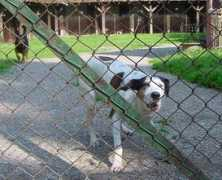 grenzenlose-hundehilfe.de Donnalisa