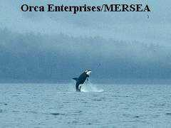 dolphinear.com Donpat
