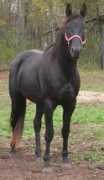 ironhorseequine.com Donrico