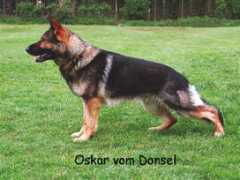 Donsel