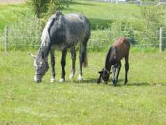 esdonavan.com Dopple