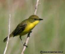 worldbirds.eu Doradito